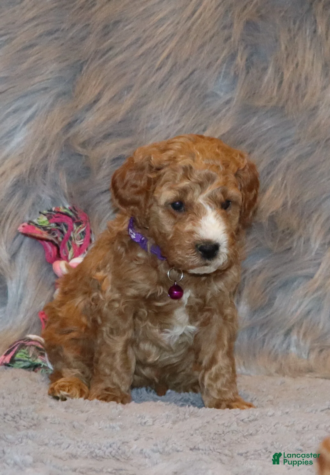 Mini Goldendoodle dogs for sale: Wendy 🌷 Genetic Clear Parents - Ad 5
