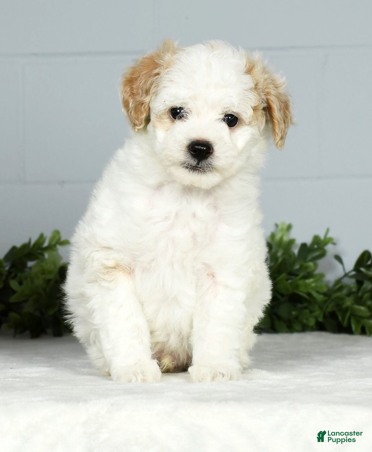 Toy Poodle dogs Kody Toy - Ad 15
