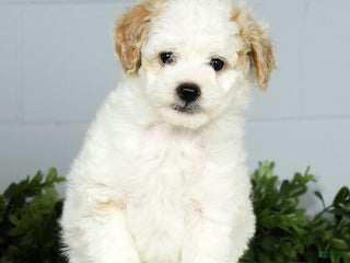Toy Poodle dogs Kody Toy - Ad 2