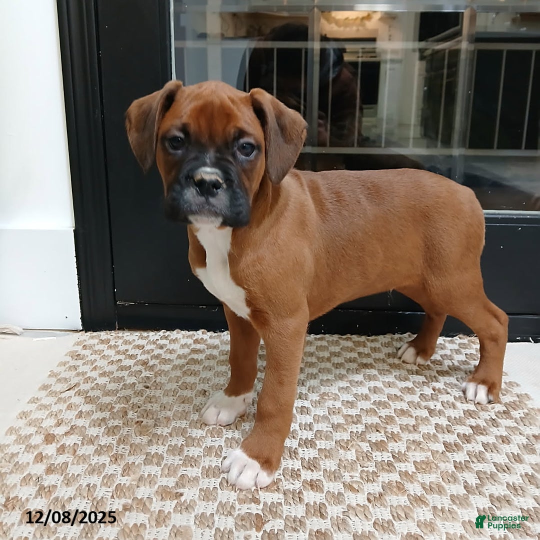 Boxer dogs for sale: Rocket - Ad 1