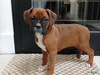 Boxer dogs Rocket - Ad 21