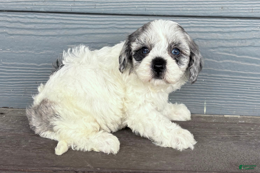 Cavapoo dogs Soot - Ad 2