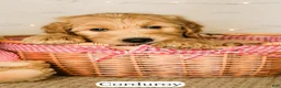 Goldendoodle dogs for sale: Corduroy - Ad 3