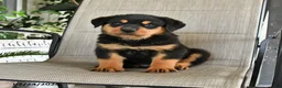 Rottweiler dogs for sale: Milo - Ad 3