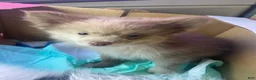 Pomeranian dogs for sale: Pomeranian 3 - Ad 3
