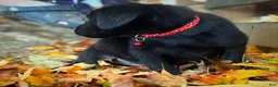 Labrador Retriever dogs for sale: Labrador Retriever 1 - Ad 15