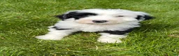 Sheepadoodle dogs for sale: Bear - Ad 3