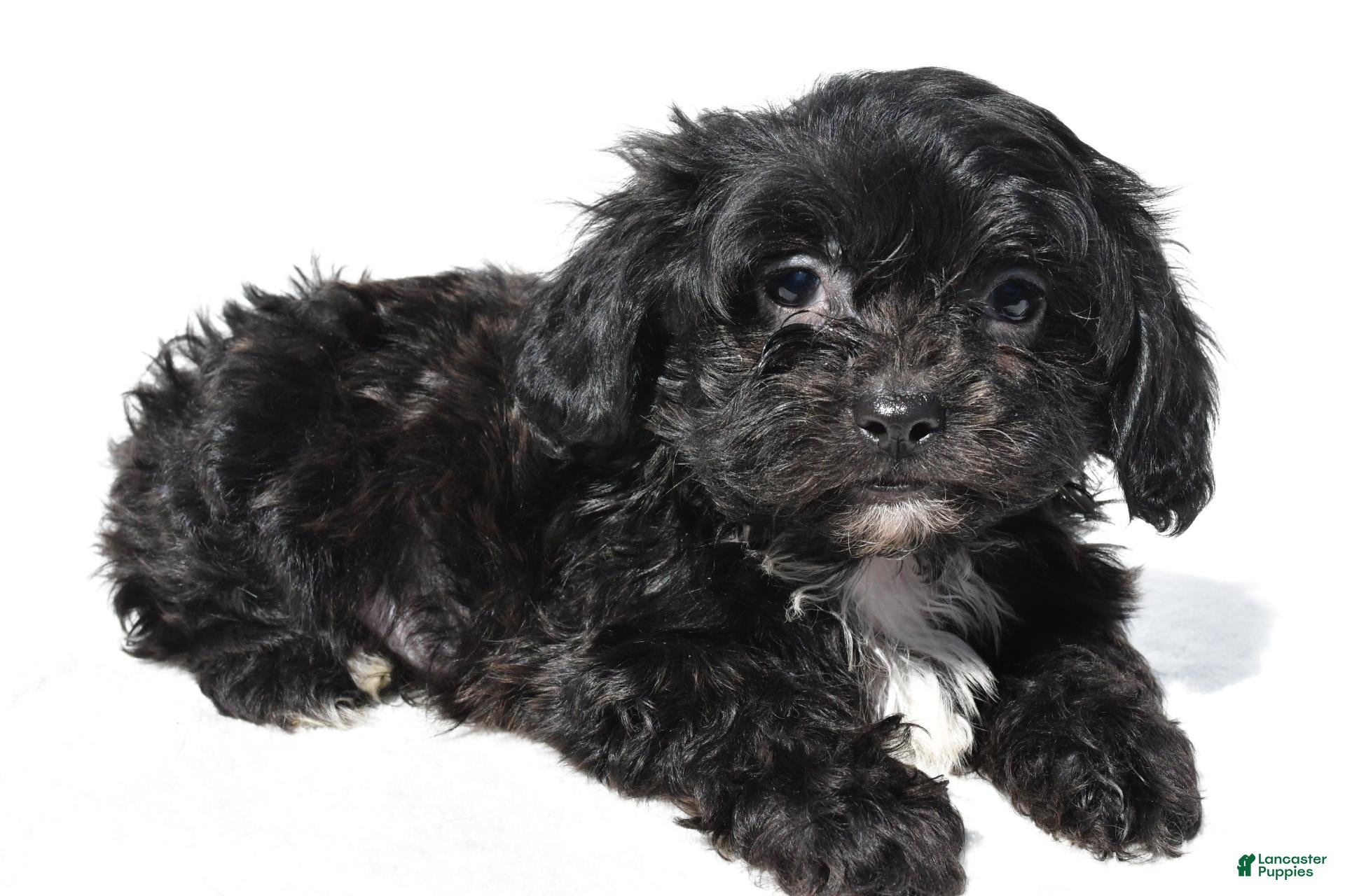 Shihpoo dogs Carter - Ad 2