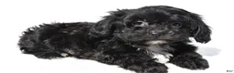 Shihpoo dogs for sale: Carter - Ad 2