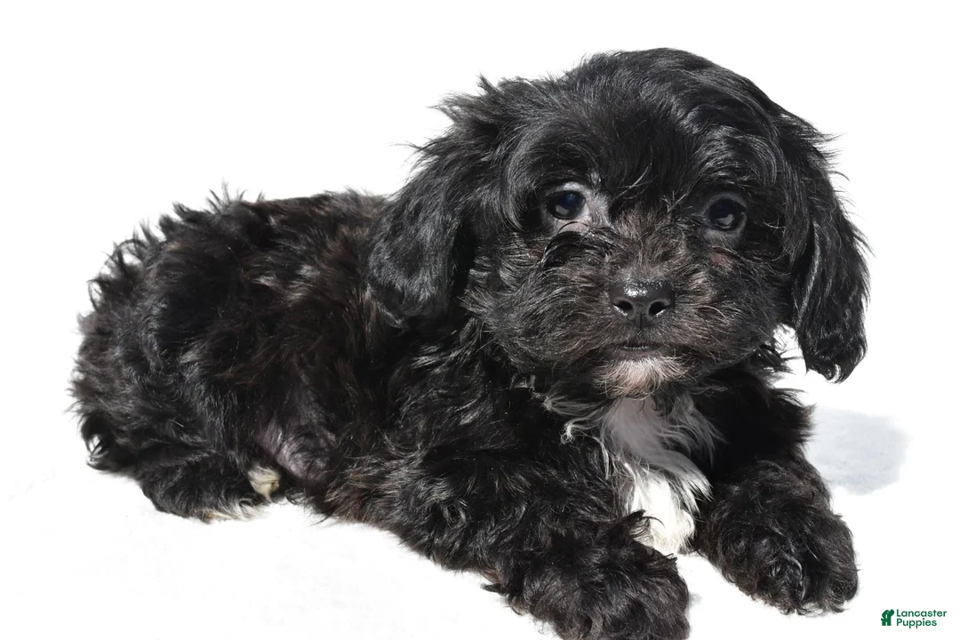 Shihpoo dogs for sale: Carter - Ad 2