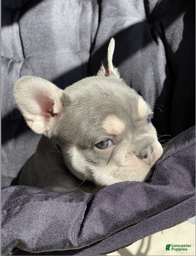 Gallery Image {{count}}