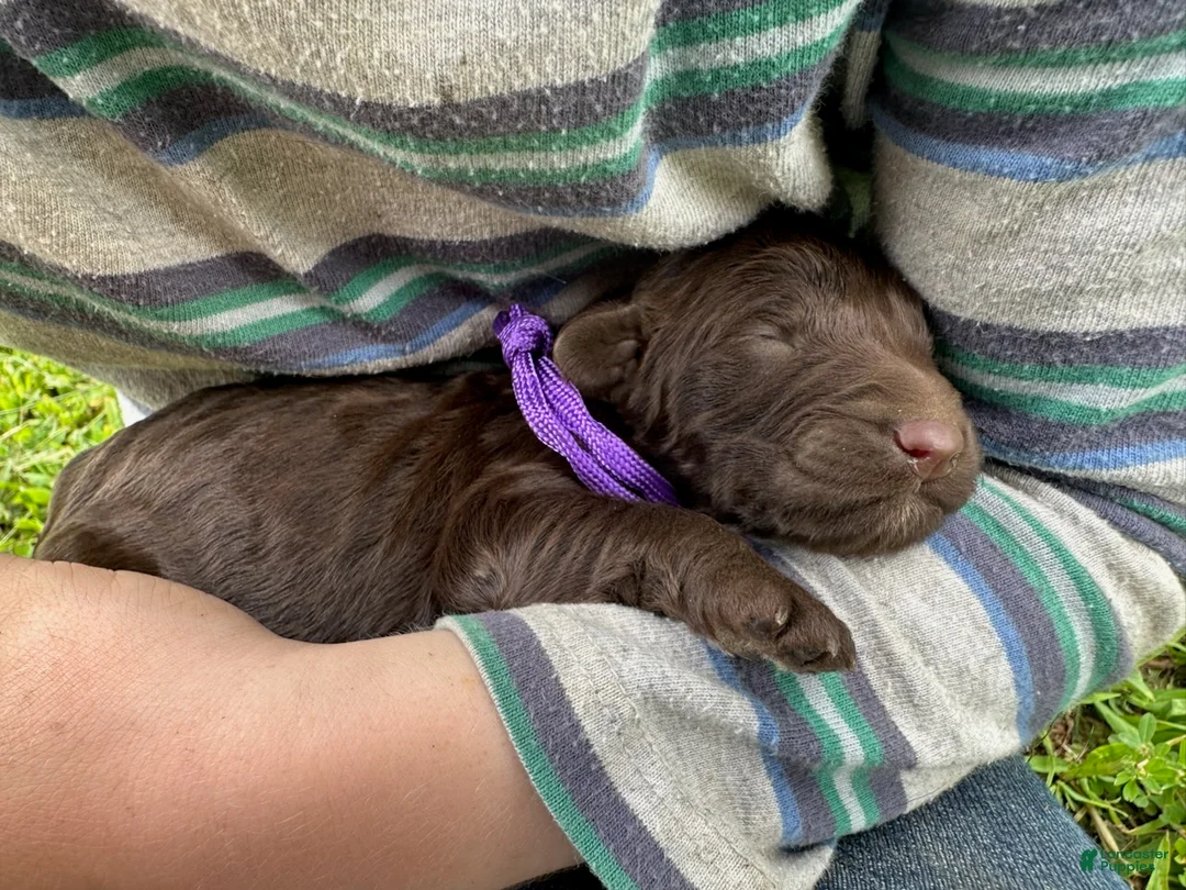 Goldendoodle dogs for sale: Miami - Ad 2