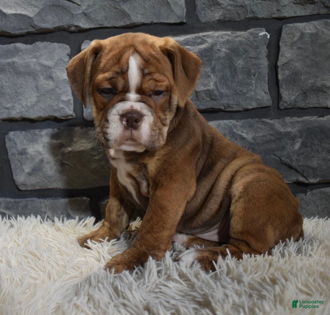 Mixed Breed dogs for sale: River  - Ad 3