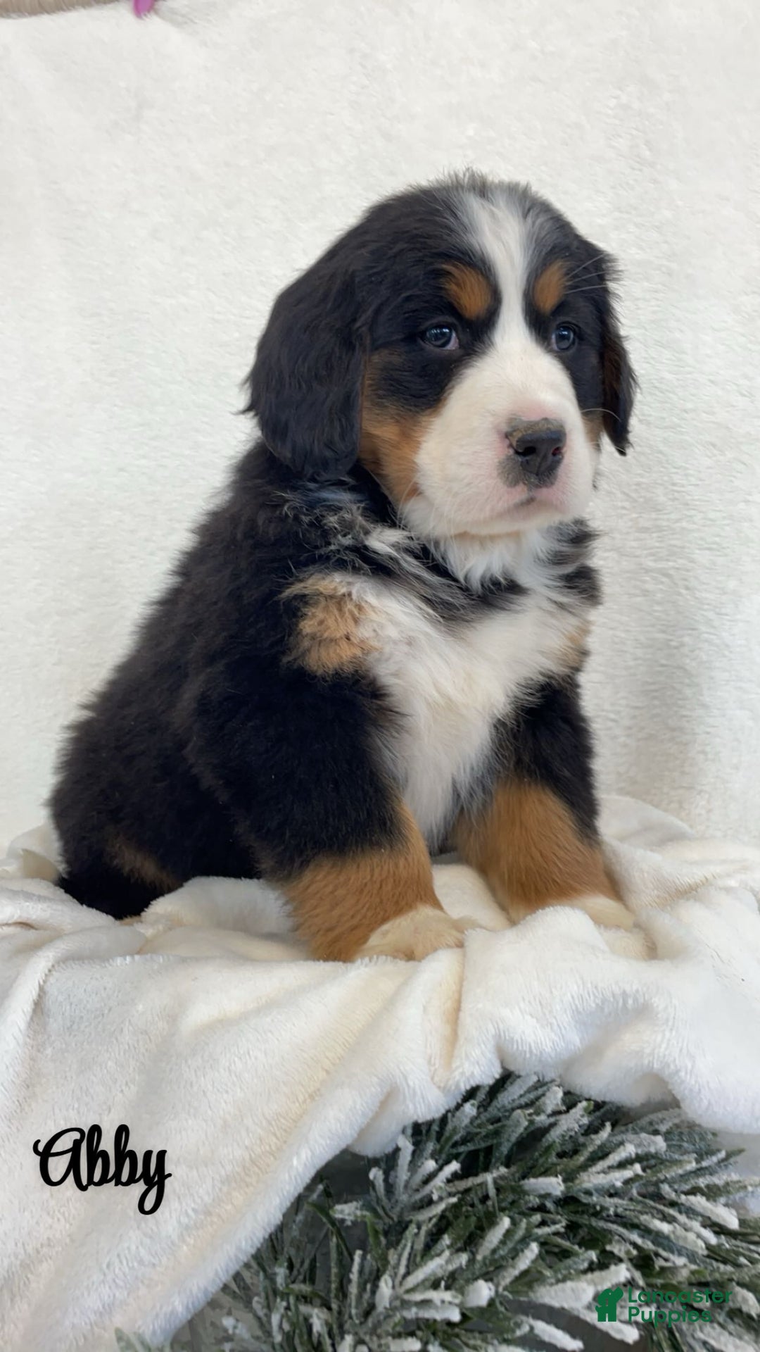 Bernese Mountain Dog dogs for sale: Abby  - Ad 2