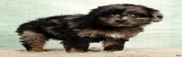 Mini Aussiedoodle dogs for sale: Missy - Ad 6