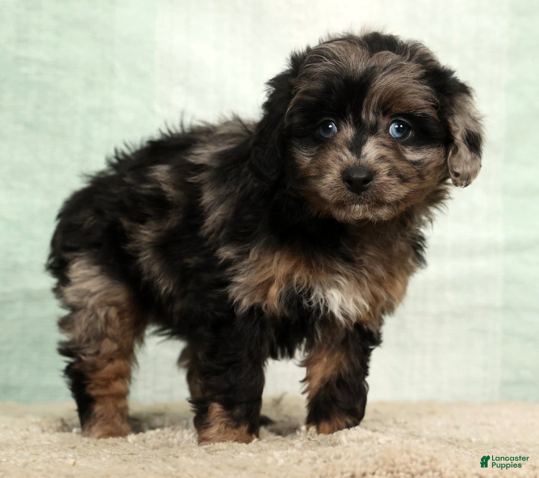 Mini Aussiedoodle dogs for sale: Missy - Ad 6