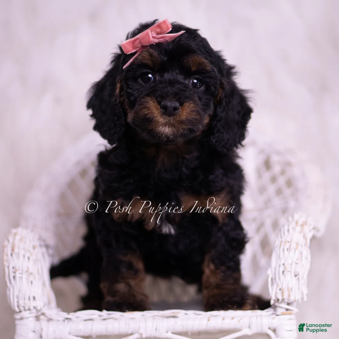 Toy Poodle dogs for sale: Sally - Ad 1