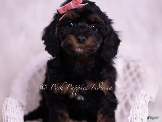 Toy Poodle dogs Sally - Ad 36