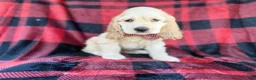 Cocker Spaniel dogs for sale: Tonka - Ad 8