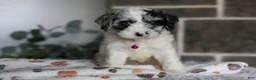 Cavapoo dogs for sale: Winnie - Ad 6