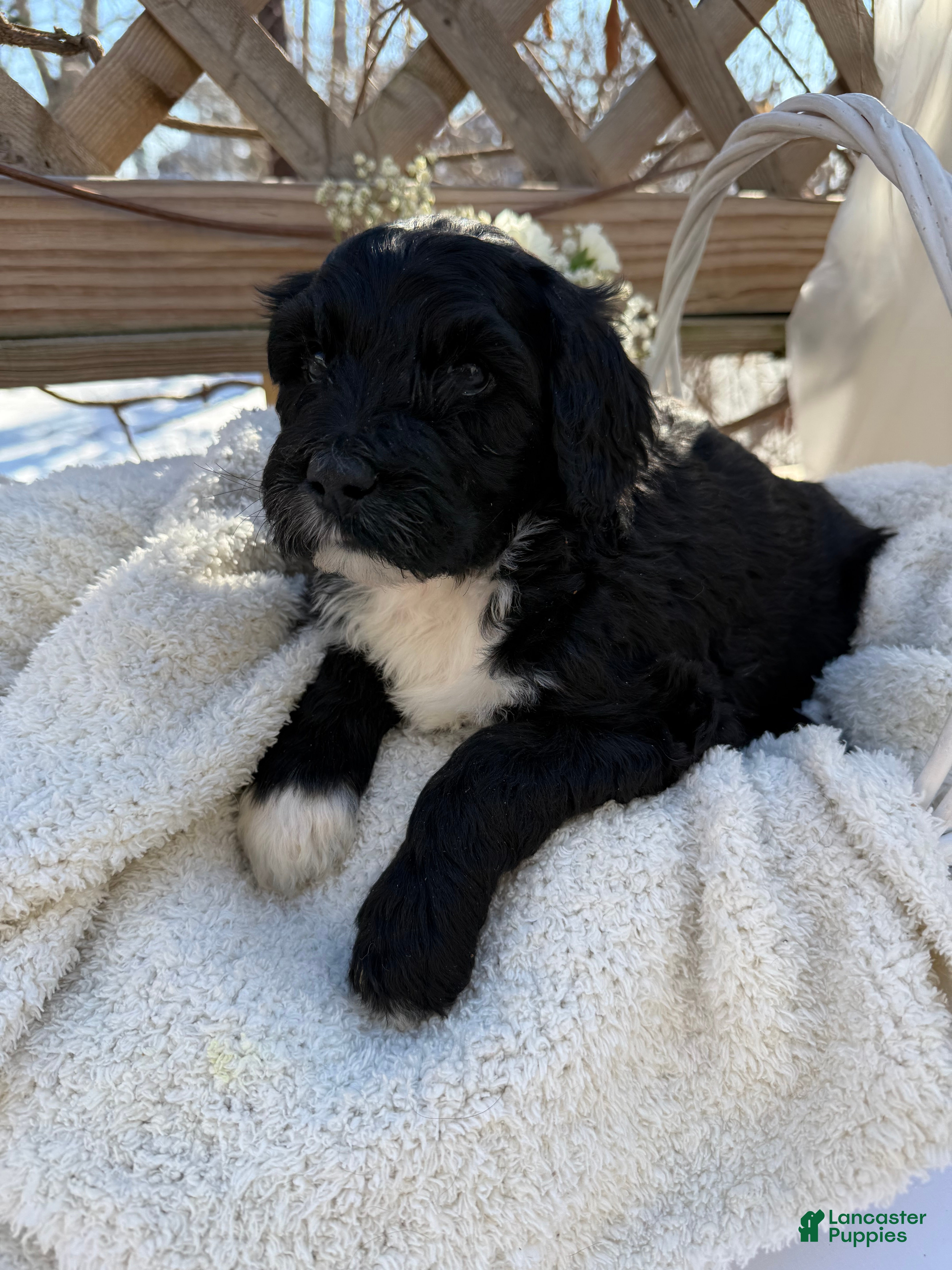 Mixed Breed dogs Lola - Ad 2