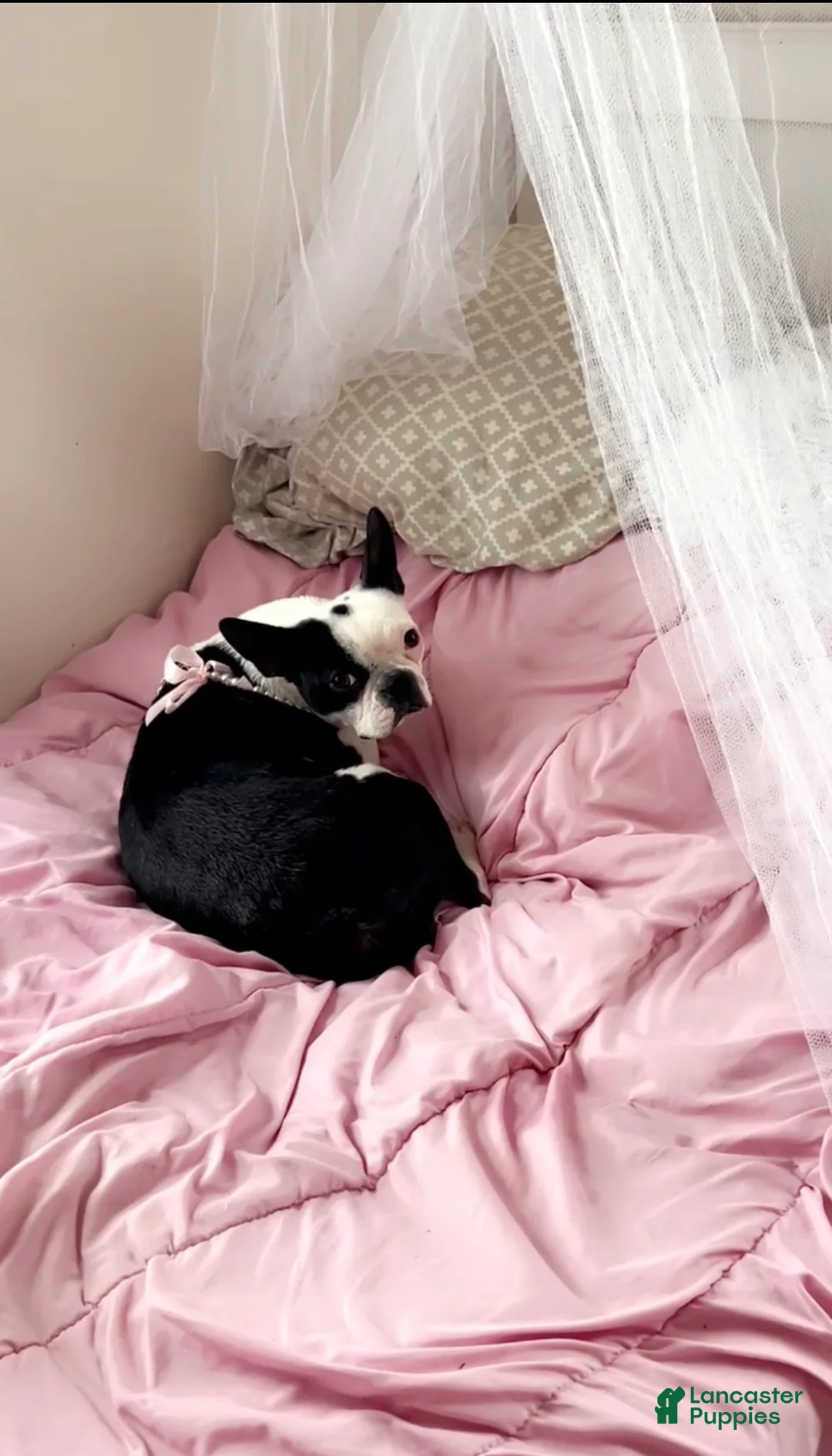 Boston Terrier dogs for sale: Boston Terrier 1 - Ad 2