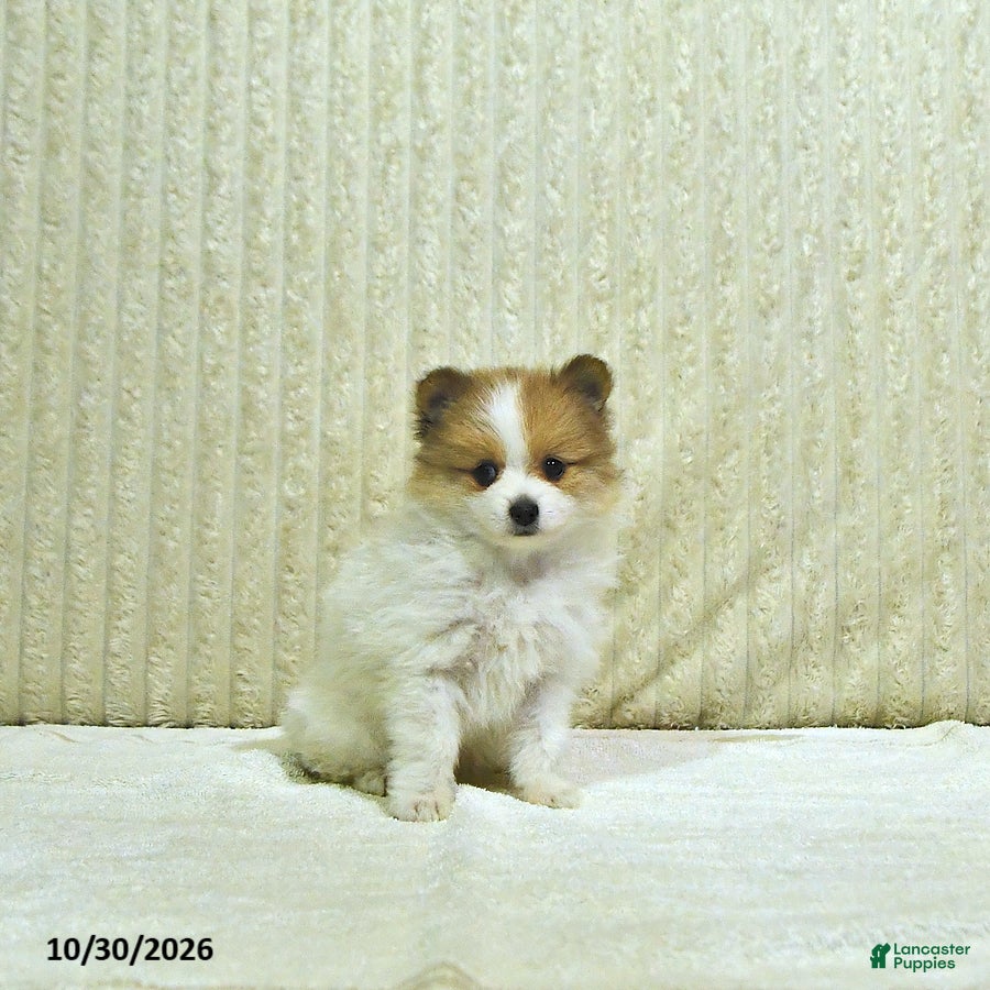 Pomeranian dogs for sale: Millie - Ad 2