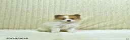 Pomeranian dogs for sale: Millie - Ad 2