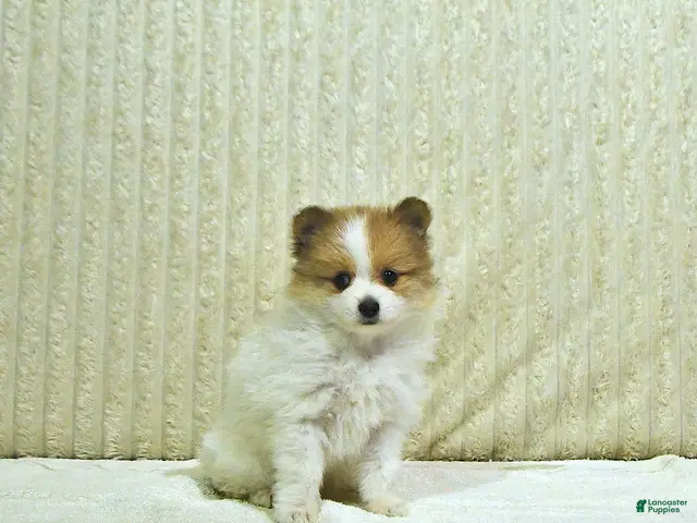 Pomeranian dogs for sale: Millie - Ad 2