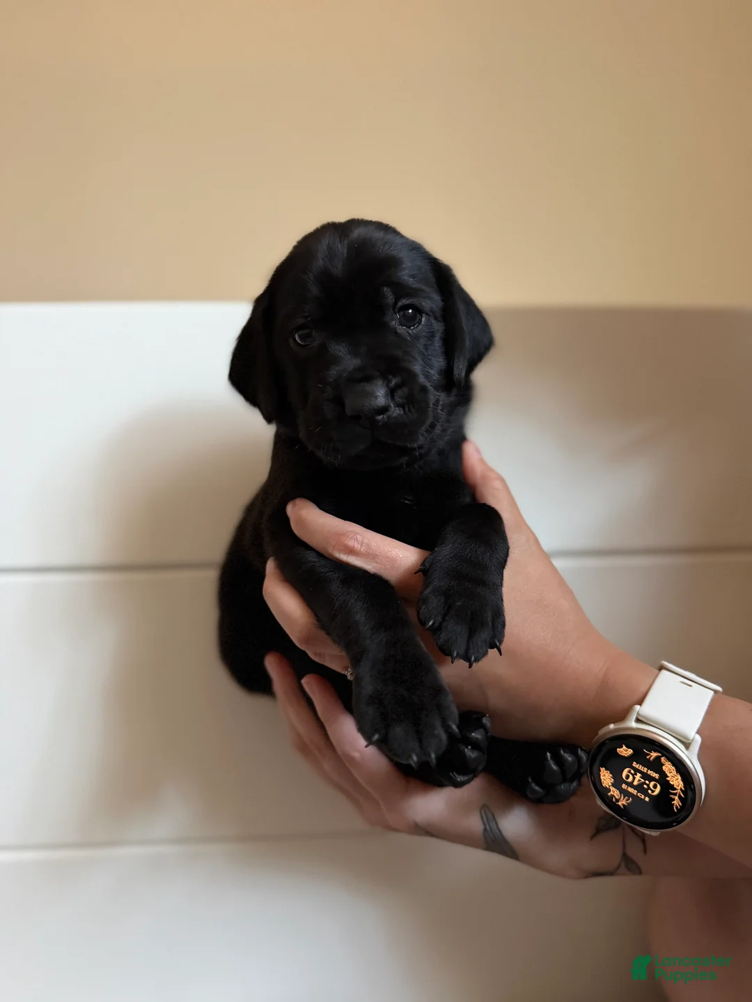 Mixed Breed dogs for sale: Mixed Breed 2 - Ad 2