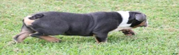 English Bulldog dogs for sale: English Bulldog 1 - Ad 3