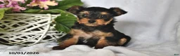 Yorkshire Terrier dogs for sale: Twilight - Ad 3