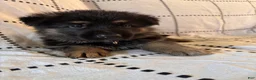 German Shepherd dogs for sale: Ravens ( Purple Collar) - Ad 6
