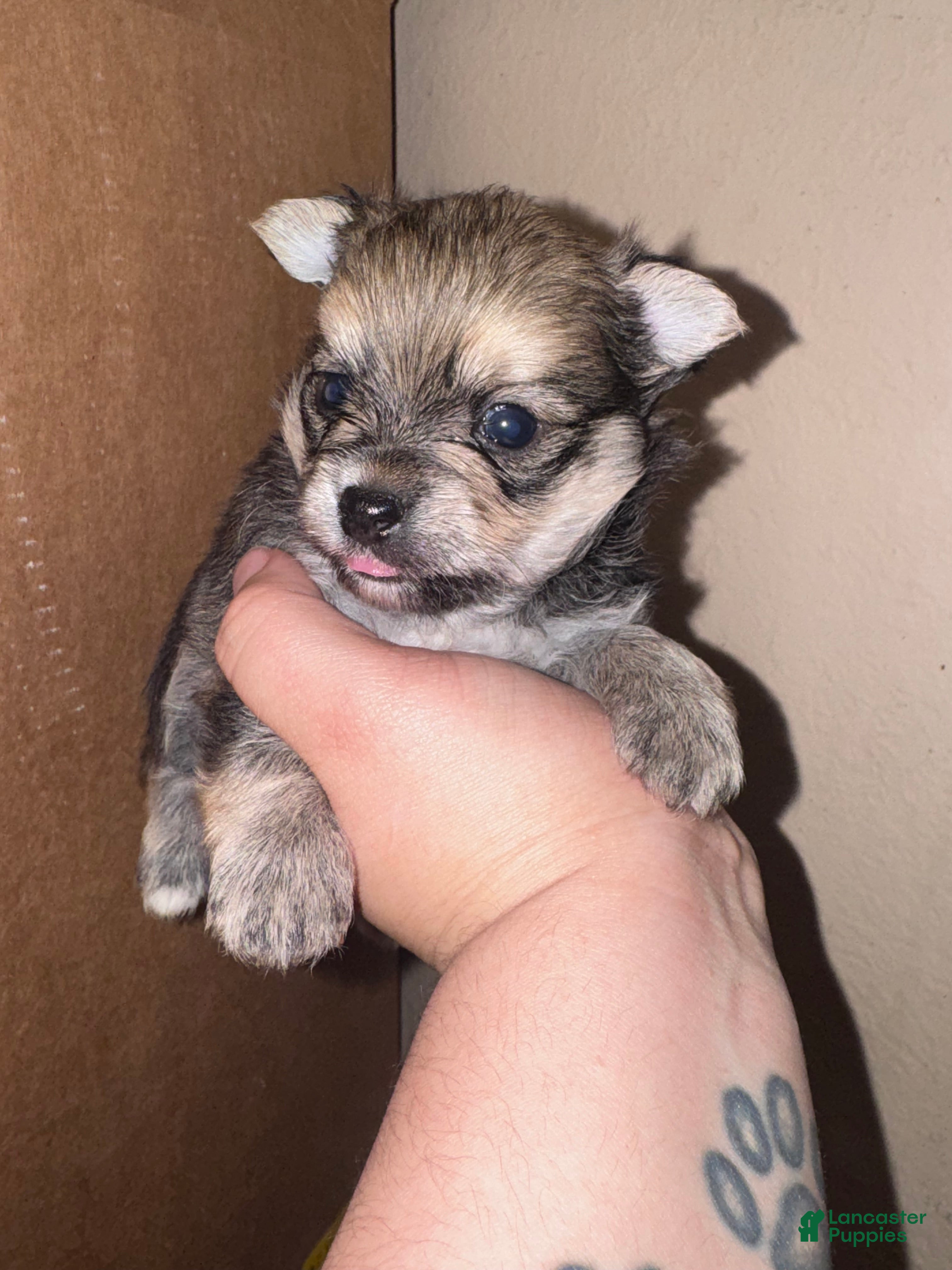Mixed Breed dogs Alvin - Ad 10