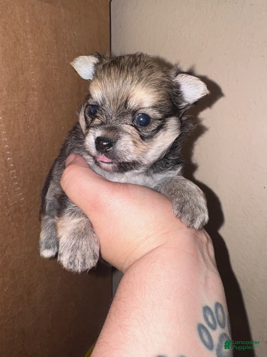Mixed Breed dogs for sale: Alvin - Ad 1