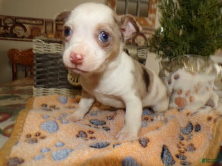 Chihuahua dogs Chihuahua Puppy 3 Ruby - Ad 39