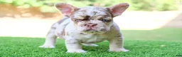 French Bulldog dogs for sale: French Bulldog 1 - Ad 4