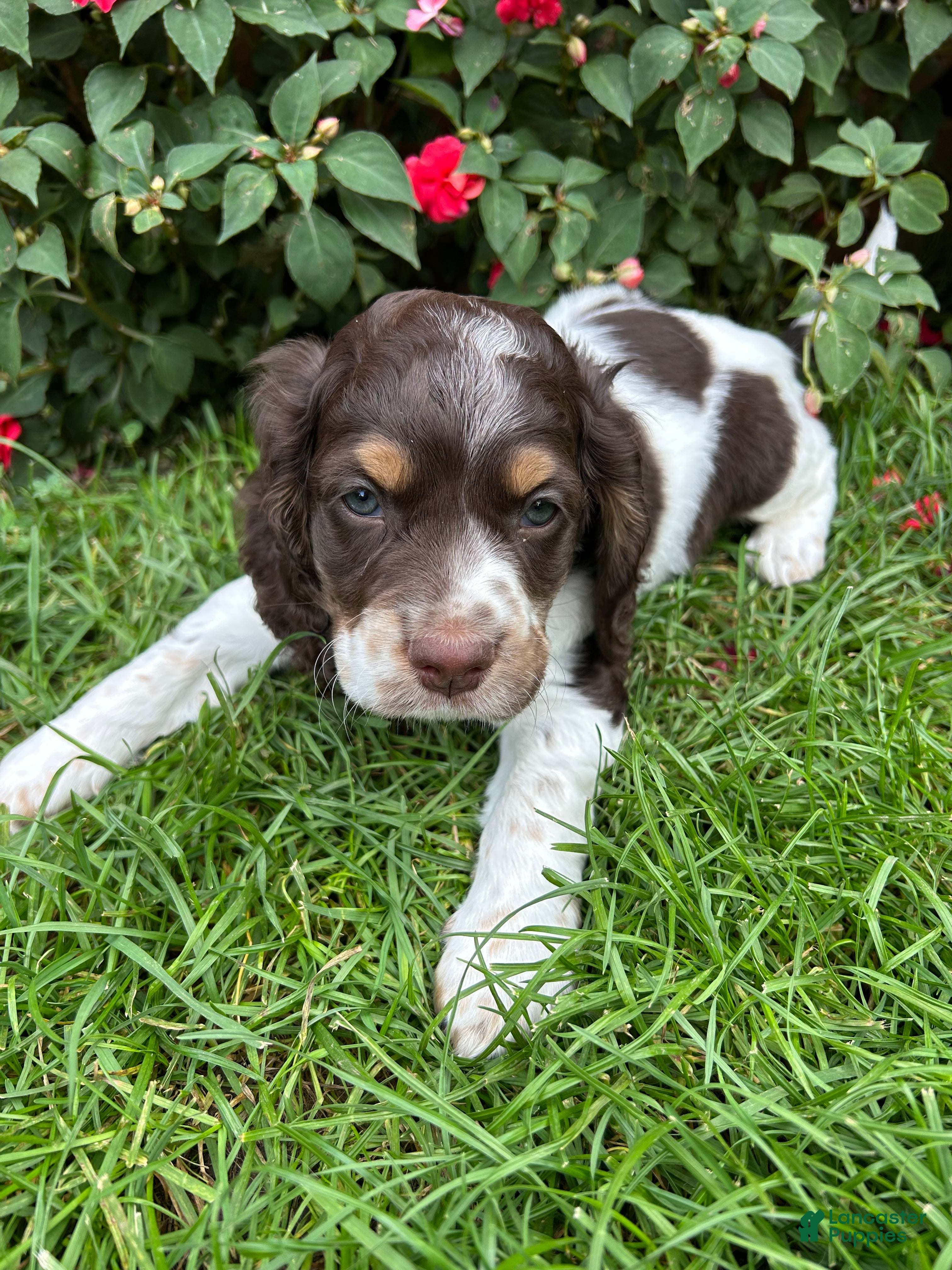 Cockapoo dogs Wilson - Ad 2