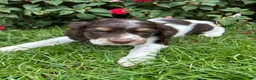 Cockapoo dogs for sale: Wilson - Ad 2