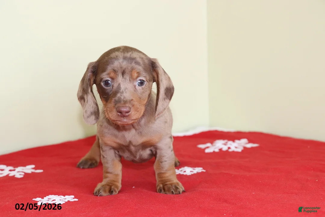 Miniature Dachshund dogs for sale: Polly - Ad 2