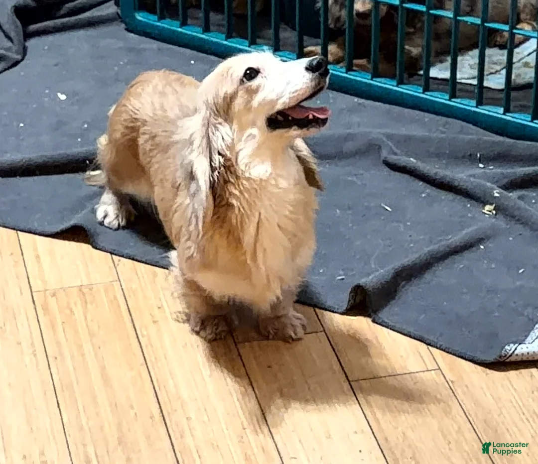 Miniature Dachshund dogs for sale: Sarah- all Imports - Ad 2