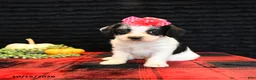 Mixed Breed dogs for sale: Eve - Ad 5