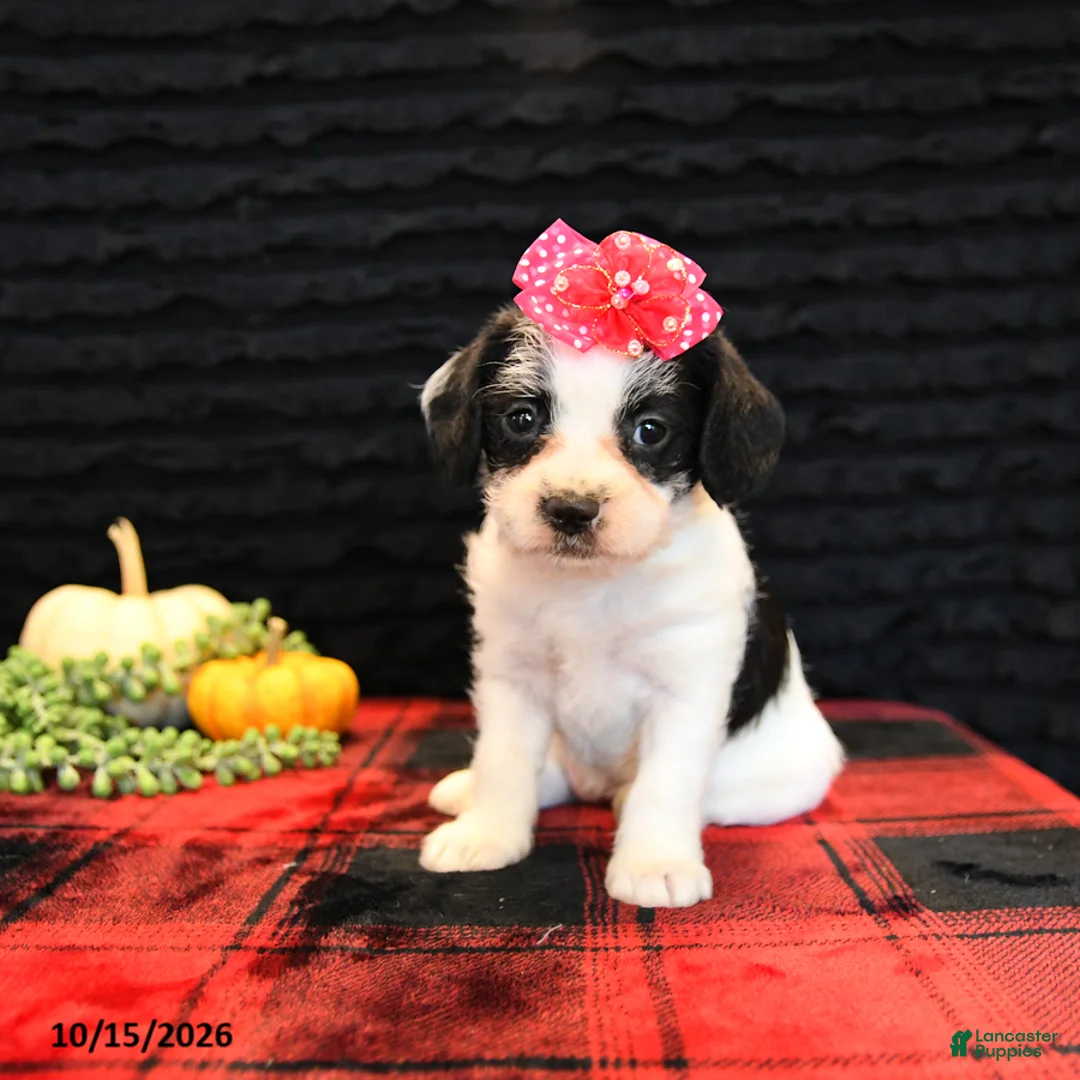 Mixed Breed dogs for sale: Eve - Ad 5