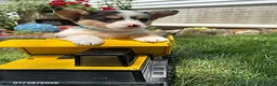 Welsh Corgi Pembroke dogs for sale: Nash - Ad 3