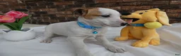 Jack Russell Terrier dogs for sale: Jack Russell Terrier Puppy 2 Polly - Ad 3