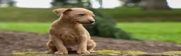 Miniature Pinscher dogs for sale: ARCHIE - Ad 8