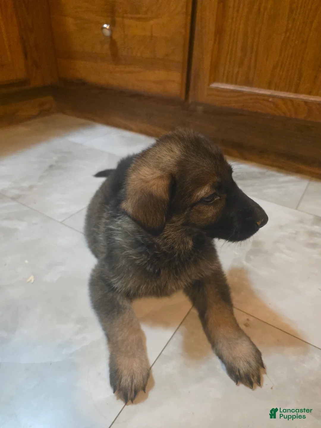 Golden Shepherd dogs for sale: German Shepherd Puppy 3 - Ad 2