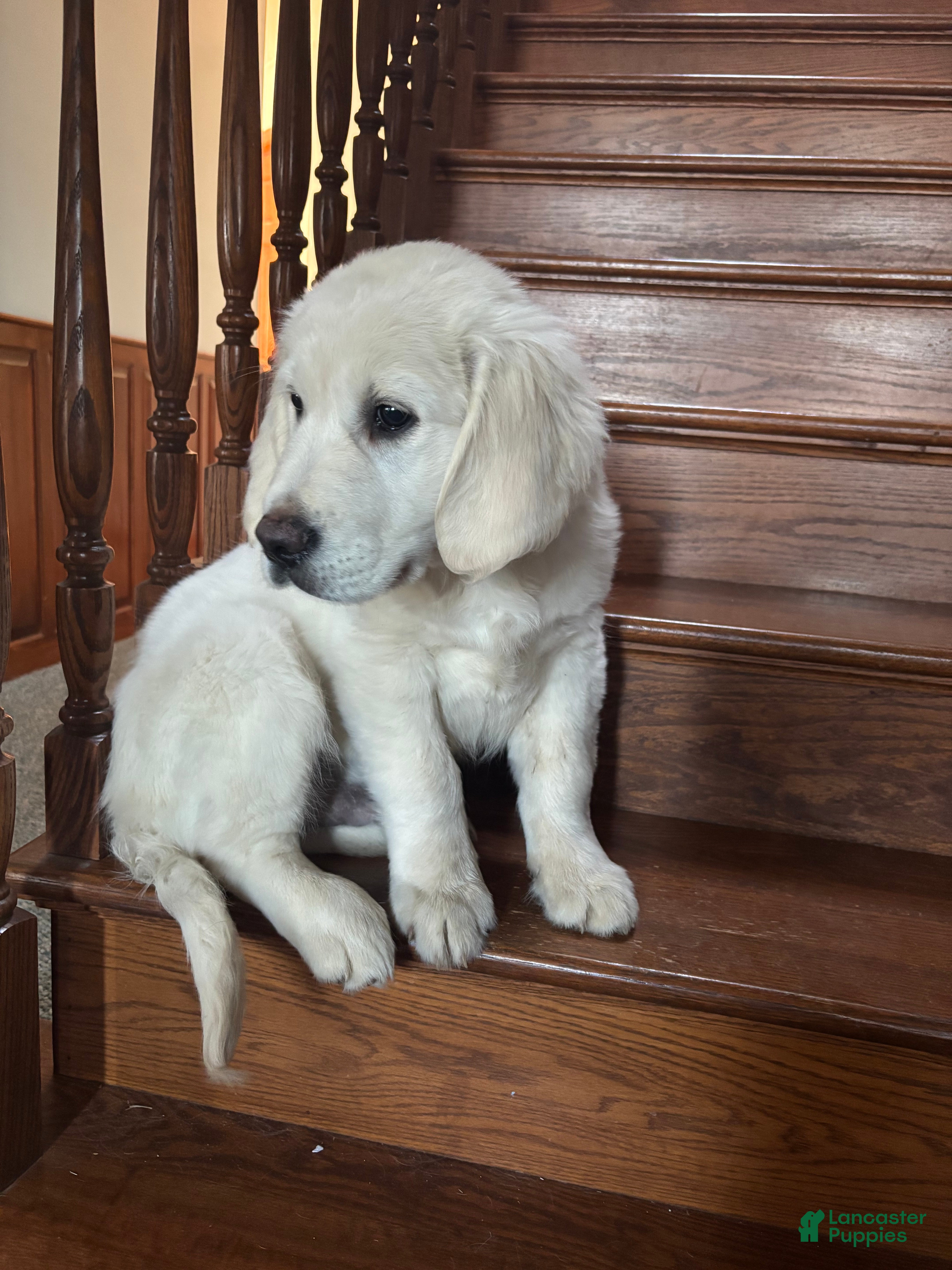 Golden Retriever dogs Bo  - Ad 2