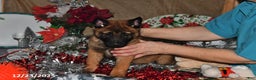 Belgian Malinois dogs for sale: Rex - Ad 9