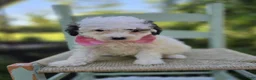 Miniature Poodle dogs for sale: Darcy - Ad 4